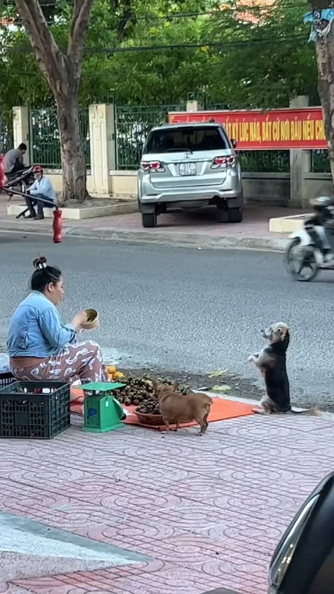 凌晨5点狗妈妈向店主作揖讨食，人与动物之间的温情瞬间