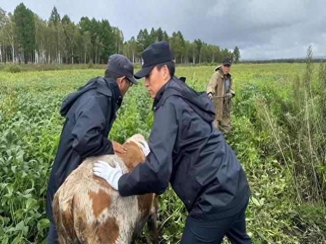 无人机显神通！村民丢失的16只羊神秘消失六天，找回时竟多出两只！