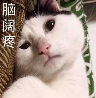 小猫预言，你今年必发大财！感恩小喵的祝福