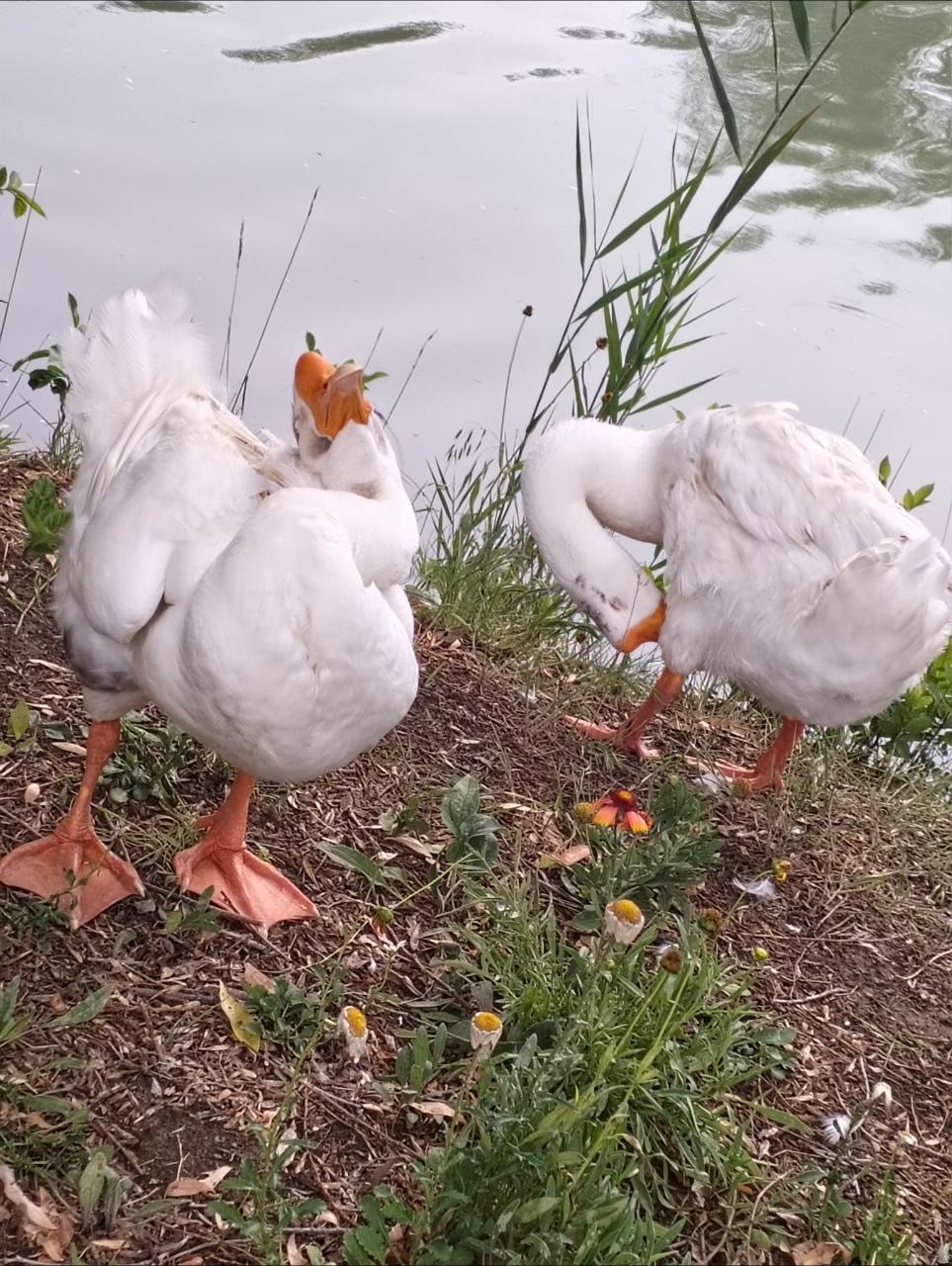 『独家揭秘』🐔喔鹅啊，澳门独有的文化现象，从喔喔啼鸣到展翅飞翔的传奇故事！