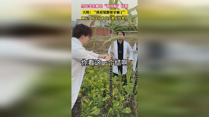 大学生种银环蛇甘蔗，创新农业与激情创业的独特融合